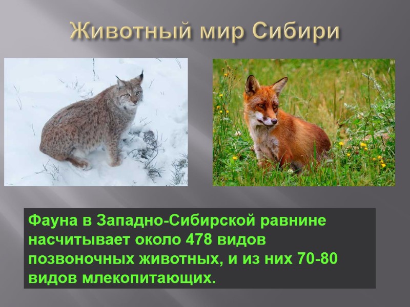 Животный мир Сибири Фауна в Западно-Сибирской равнине насчитывает около 478 видов позвоночных животных, и